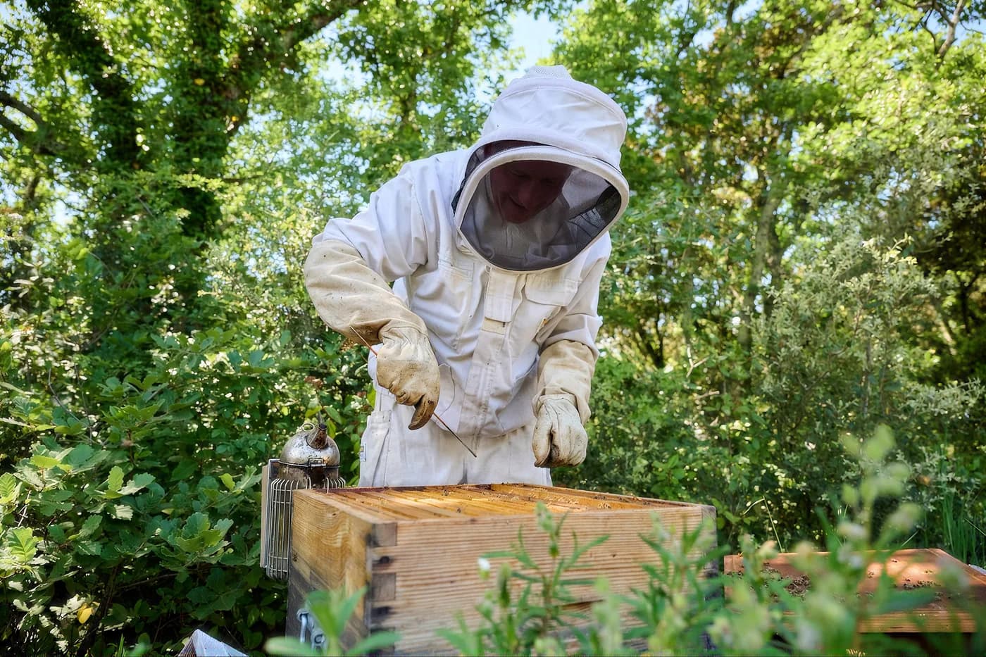 Apiculteur en combinaison penché sur une ruche, en lisière de forêt